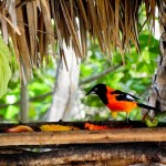 Bird Watching no Ceará