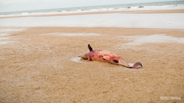 Golfinho morto na praia do Ceará