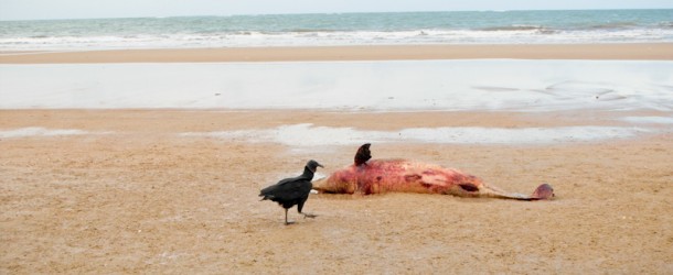 Golfinho morto na praia do Ceará