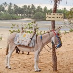 Vai tirar uma foto do com burrinho?