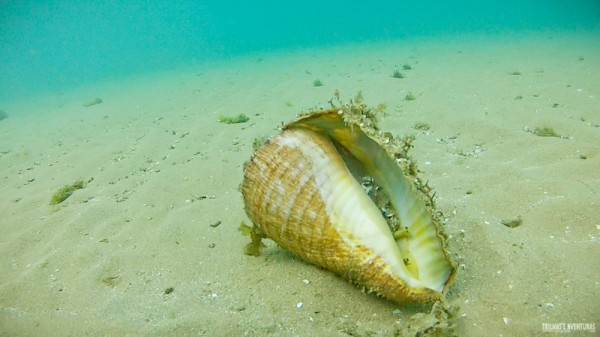 Concha com molusco nas Piscinas Naturais de Taipu de Fora