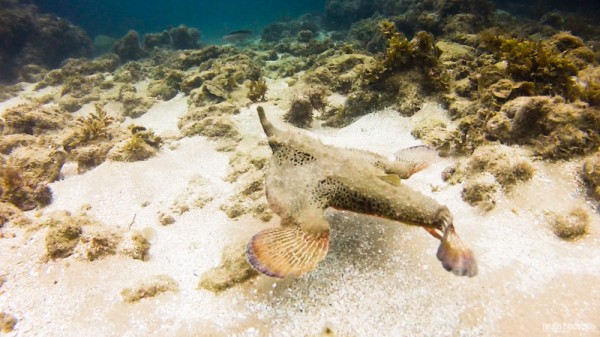 Peixes exóticos são facilmente avistados em Taipu de Fora