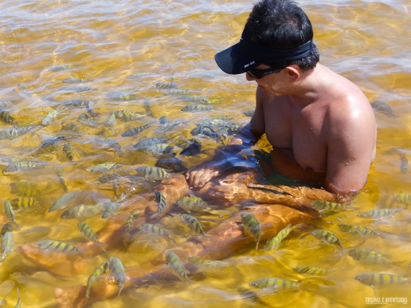 Até os adultos viram crianças brincando com os peixinhos