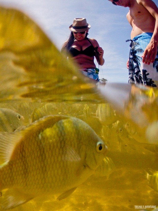 Os peixes estão de olho em tudo! Eles vem comer na mão