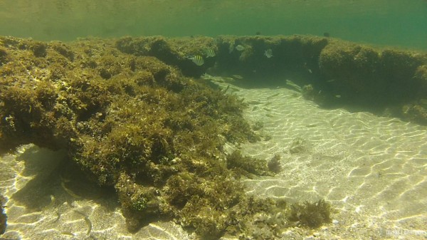 Snorkel-Morro-de-Sao-Paulo-2