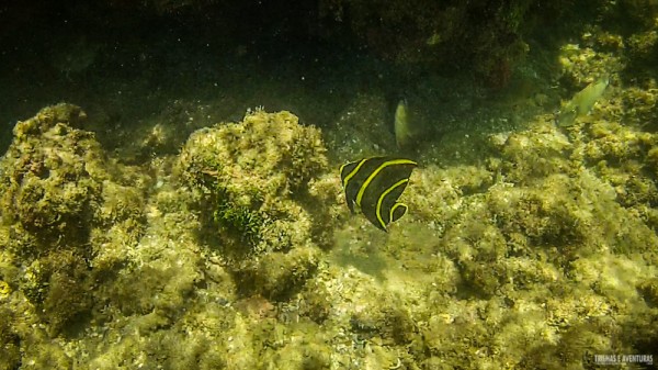 Snorkel-Morro-de-Sao-Paulo-3