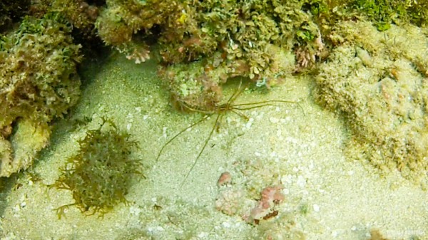 Snorkel-Morro-de-Sao-Paulo-5