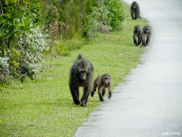 Garden-Route-4