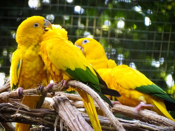 Parque das Aves Foz do Iguacu-8