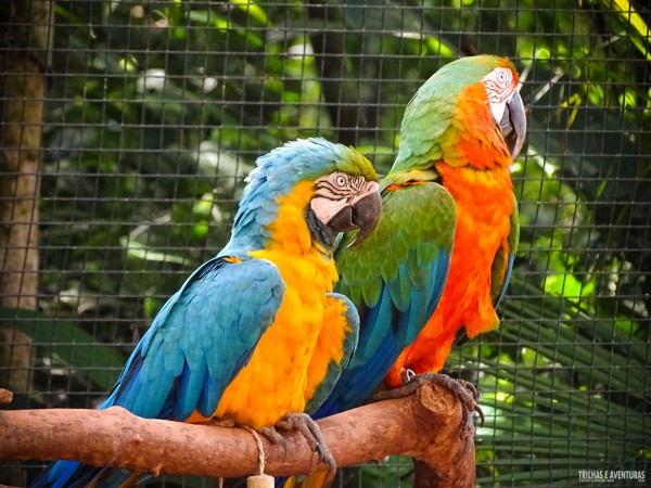 Parque das Aves Foz do Iguacu-9