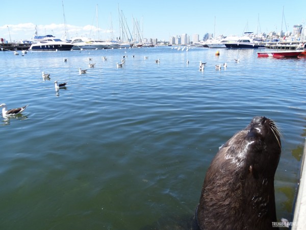 Porto de Punta del Este-2