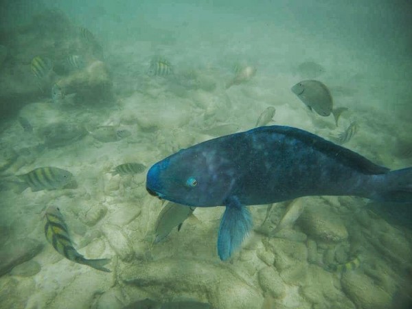 De Palm - Peixe Papagaio