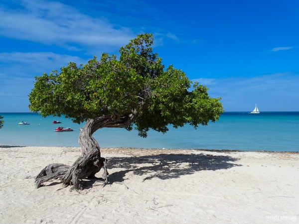 Eagle Beach Aruba-1