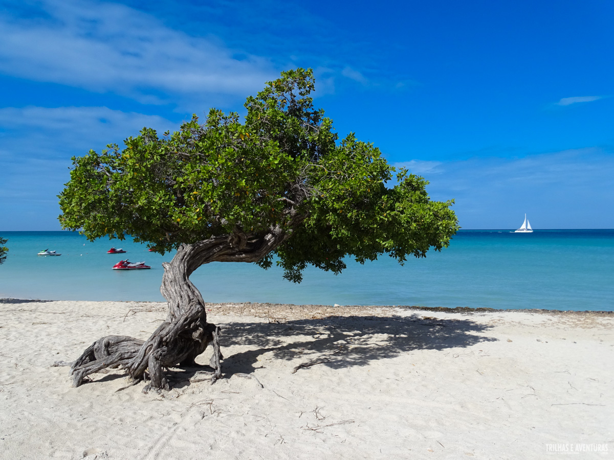 Eagle Beach - Pôr-do-sol e casamento na praia mais bonita de Aruba -  Viagens Possíveis