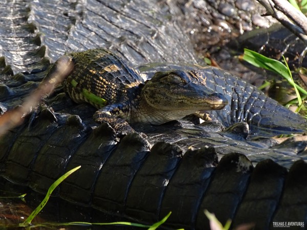 Boggy Creek Airboat Rides - Orlando