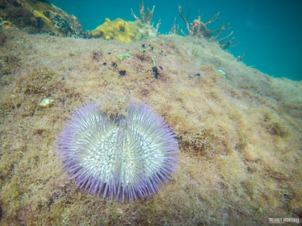 Ouriço do mar lilás, uma raridade