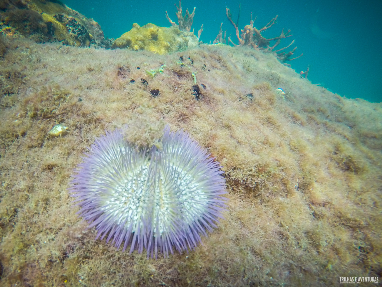 Ouriço do mar roxo - Viagens Possíveis