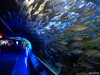 Ripleys Aquarium de Toronto