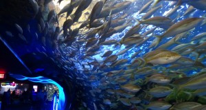 Ripleys Aquarium de Toronto