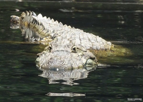 Jacaré - Conhecendo de perto o Pantanal Carioca