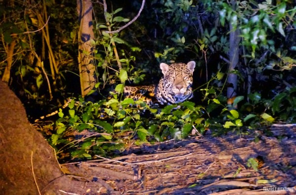 Cavalgada no Pantanal atrai turistas que pagam R$ 10 mil pela experiência