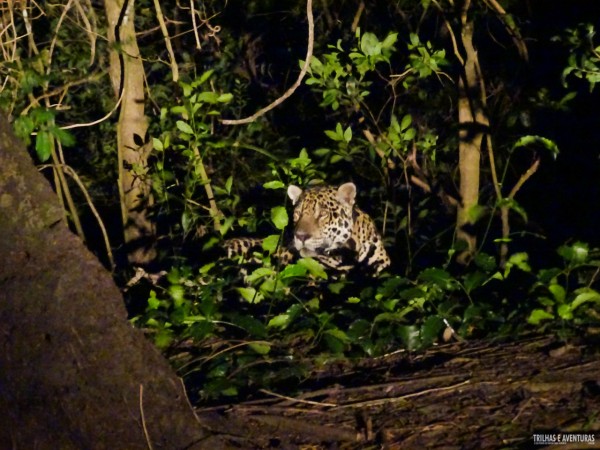 Onça Pintada no Pantanal Jungle Lodge-10