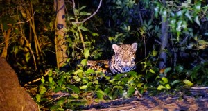 Onça Pintada no Pantanal Jungle Lodge - MS