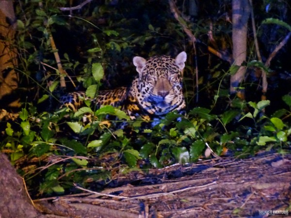 Onça Pintada no Pantanal Jungle Lodge-14