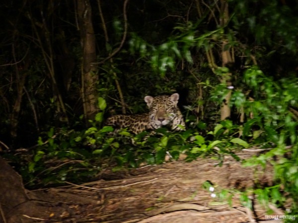 Onça Pintada no Pantanal Jungle Lodge-8