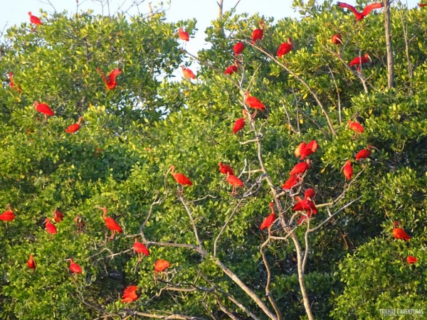 Guarás no Delta do Parnaíba - Rota das Emoções