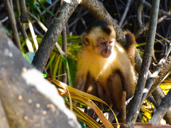 Porto dos Macacos