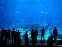 Georgia Aquarium em Atlanta