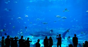 Georgia Aquarium em Atlanta