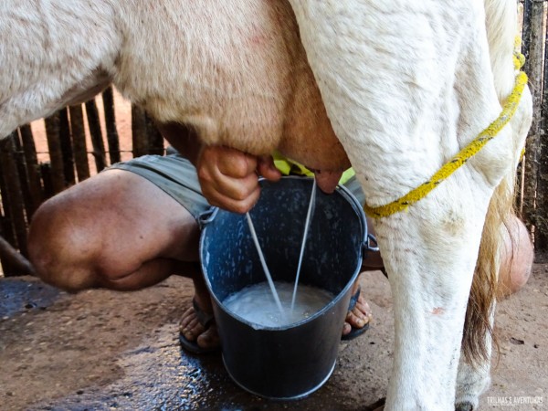Que tal tirar o seu próprio leite da vaca e tomá-lo quentinho na hora?