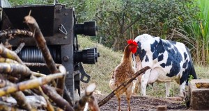 Estrada da Caixa D'Água em Tiradentes