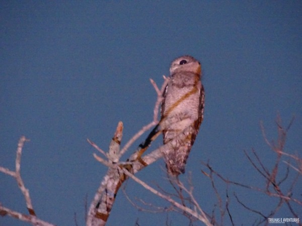 Urutau Gigante, ou "mãe da lua", ave rara no Pantanal