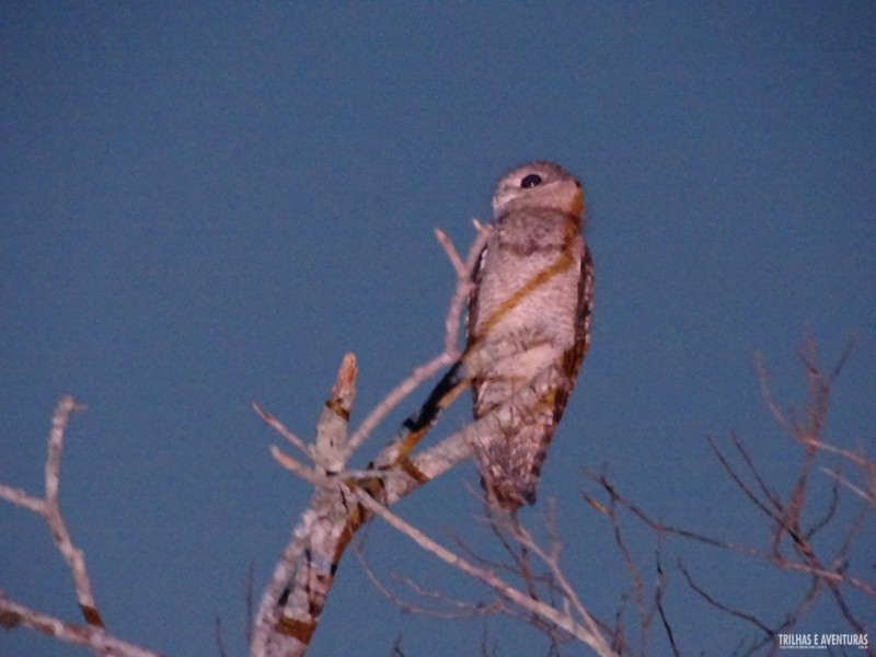 Urutau Gigante, ou "mãe da lua", ave rara no Pantanal