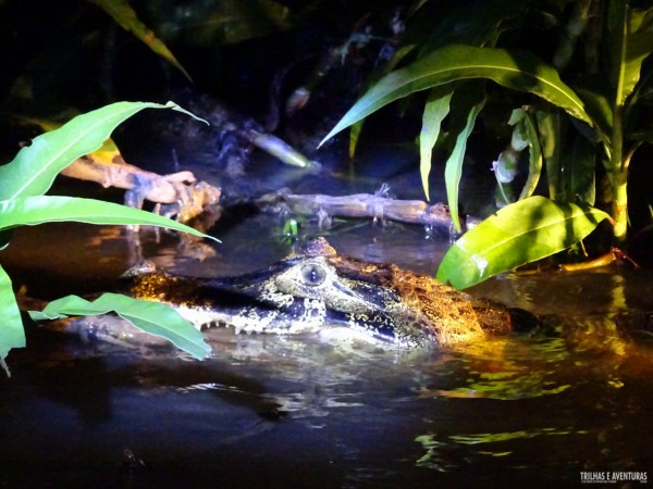 É possível chegar bem perto dos jacarés a noite