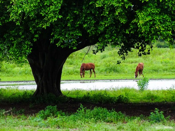 Fazenda São João, no Pantanal