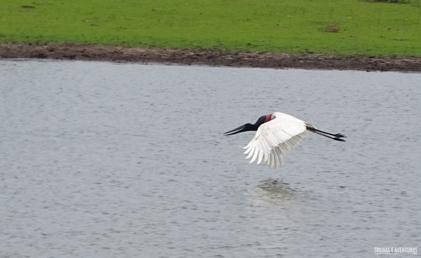 O voo do Tuiuiú do Pantanal