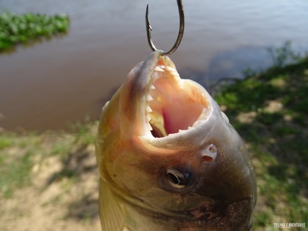 Pesca de piranhas no Pantanal