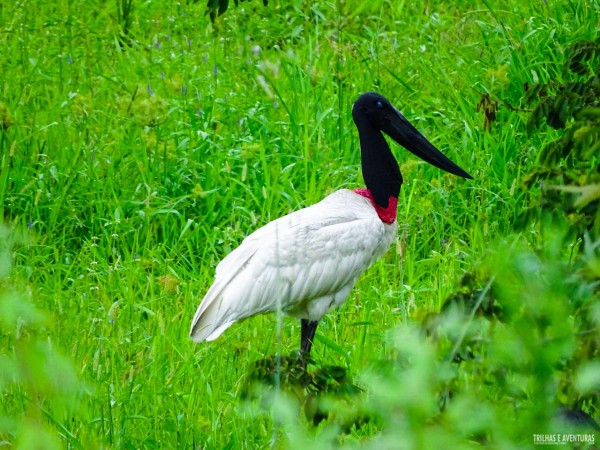 Viagem ao Pantanal-3