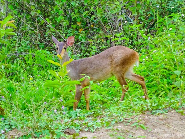 Viagem ao Pantanal-4