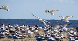 Santuário de aves marinhas em Golden Isles