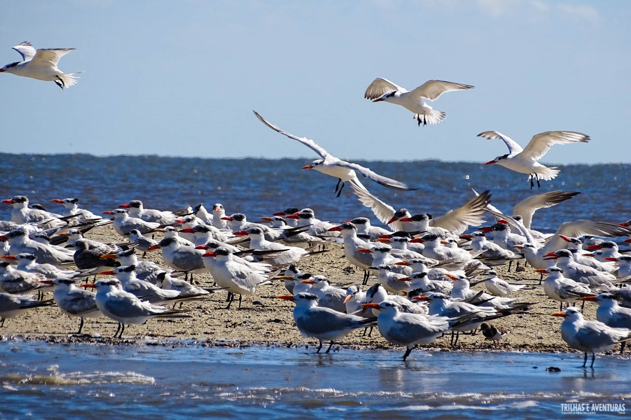 Santuário de aves marinhas em Golden Isles