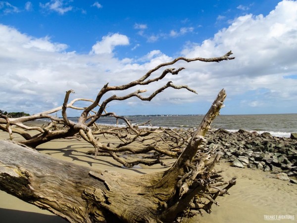 Driftwood Beach é uma das praias mais bonitas dos EUA