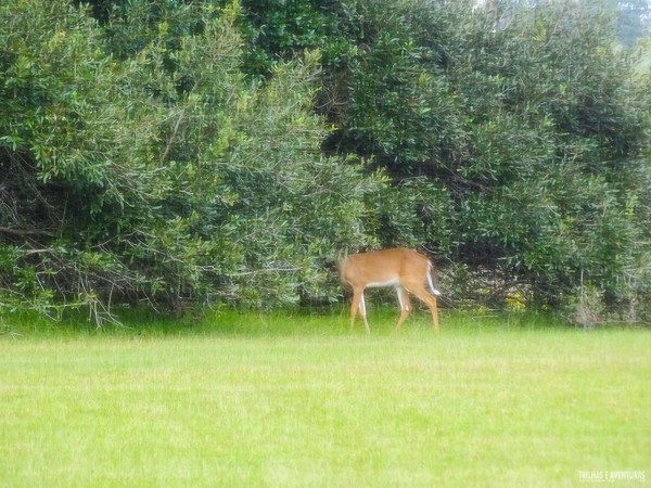 Um veado campeiro que vimos na fazenda