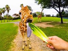 Incrível experiência no safari do Busch Gardens Tampa