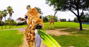 Incrível experiência no safari do Busch Gardens Tampa