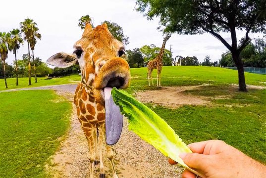 Incrível experiência no safari do Busch Gardens Tampa